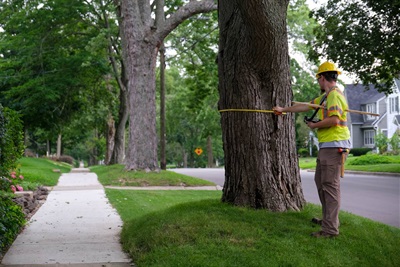 Tree surveyor records information in the Westnedge Hill neighborhood